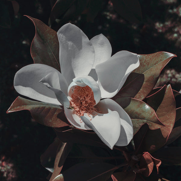 0036-Magnolia*02