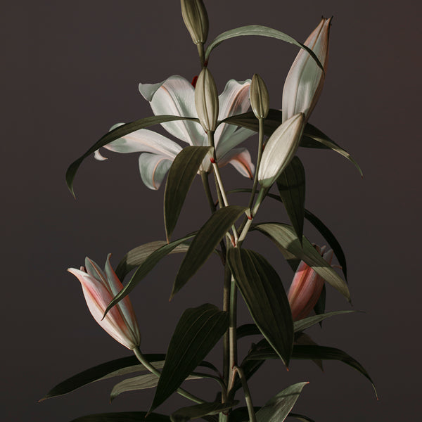 0146-Lilies*Diptych