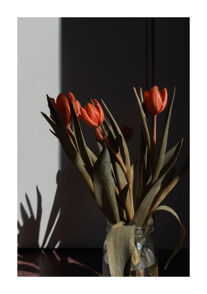 0117-2-Tulips02