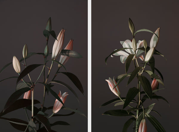 0146-Lilies*Diptych