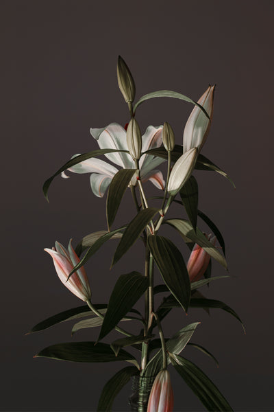 0146-Lilies*Diptych