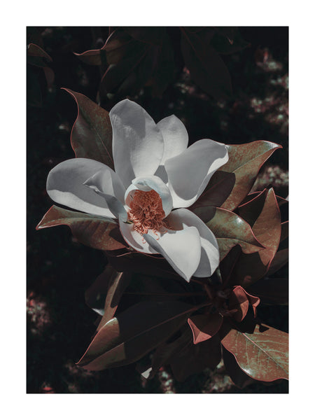 0036-Magnolia*02