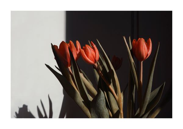 0117-1-Tulips01