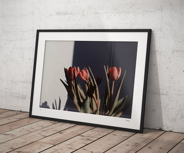 0117-1-Tulips01